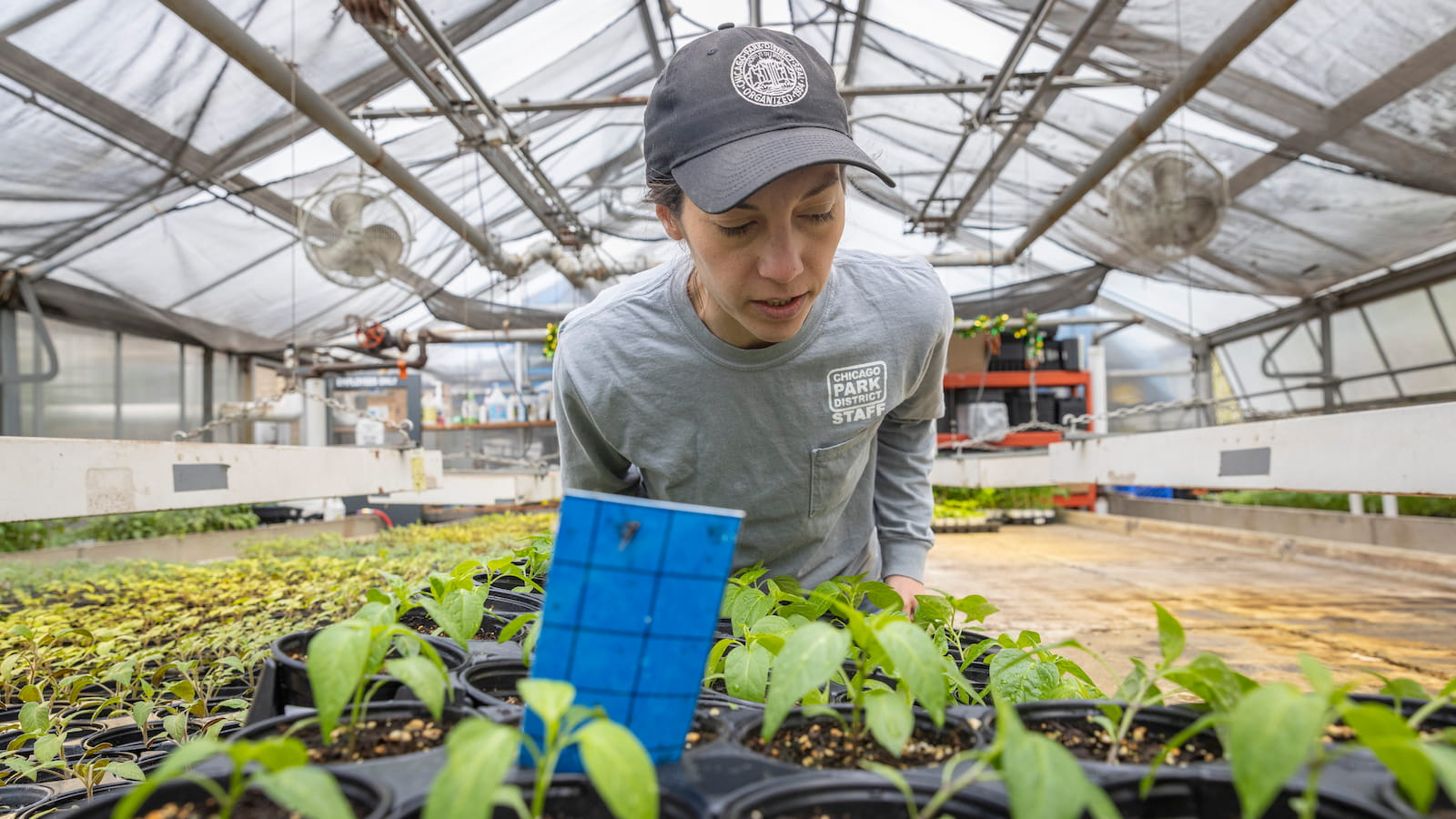 Once dismissed as weeds, native plants are now flying off the shelves