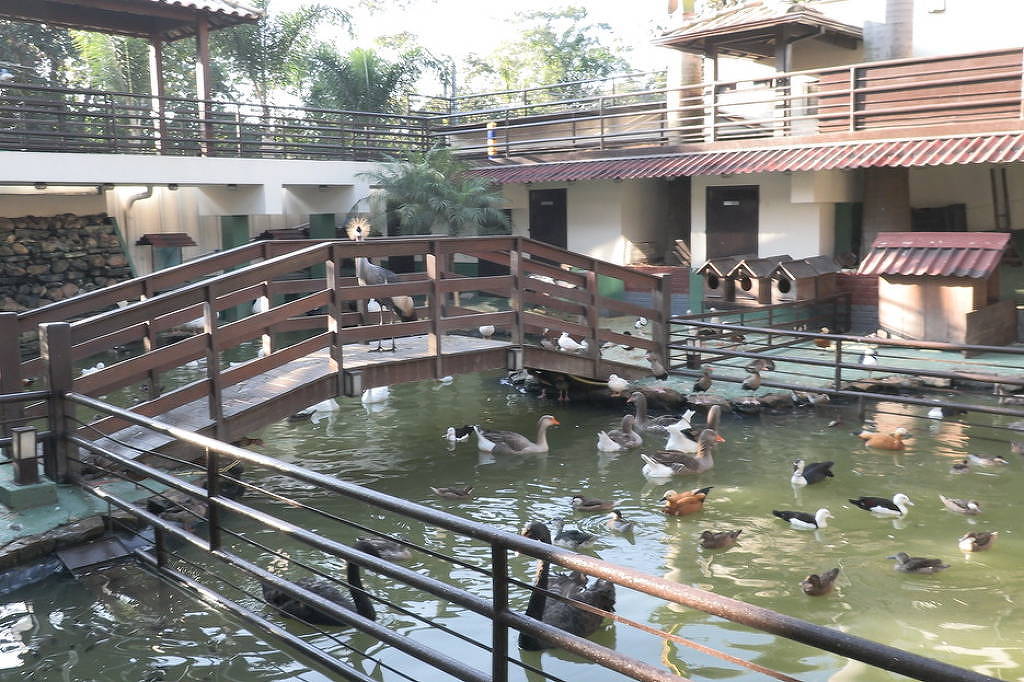 Opera��o contra tr�fico resgata 160 animais em rancho de MG