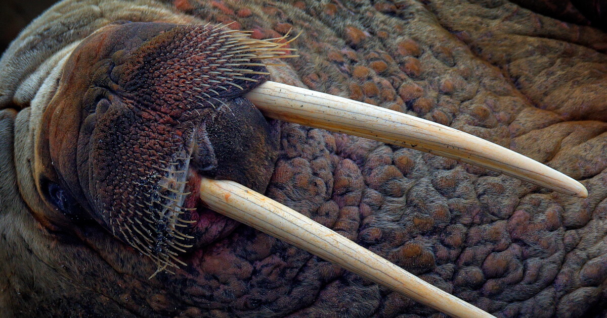 Why nature has never evolved a perfect weapon for any species