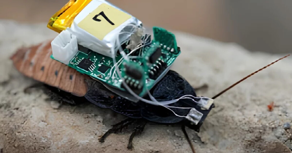 Cyborg cockroaches go amphibious ... thanks to a new diving suit