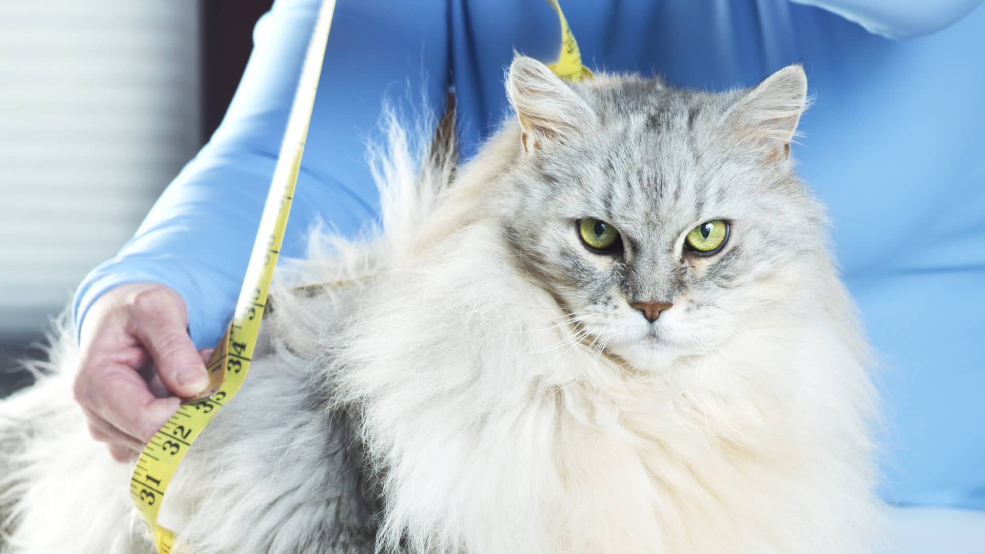 Fat cat? Weight-loss drugs may be coming for your overweight pet