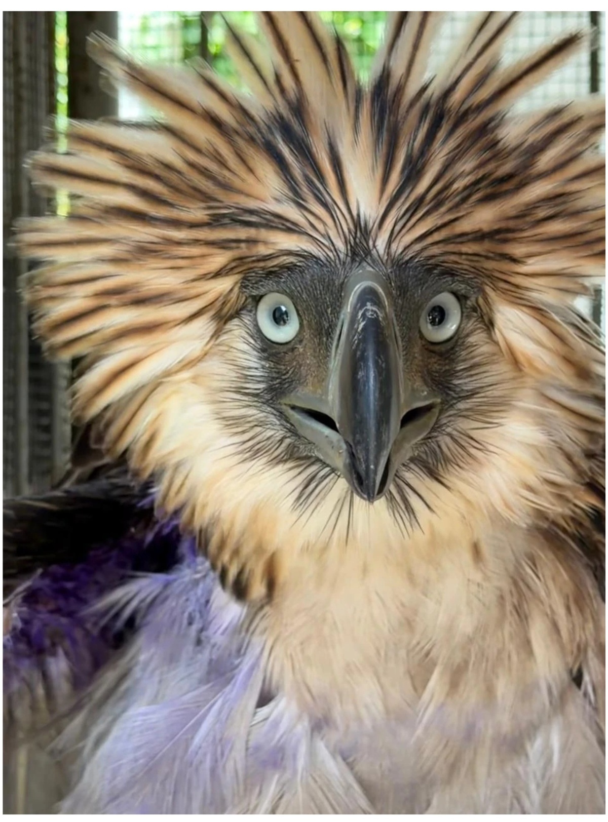 Philippine Eagle rescued recently in Bukidnon dies