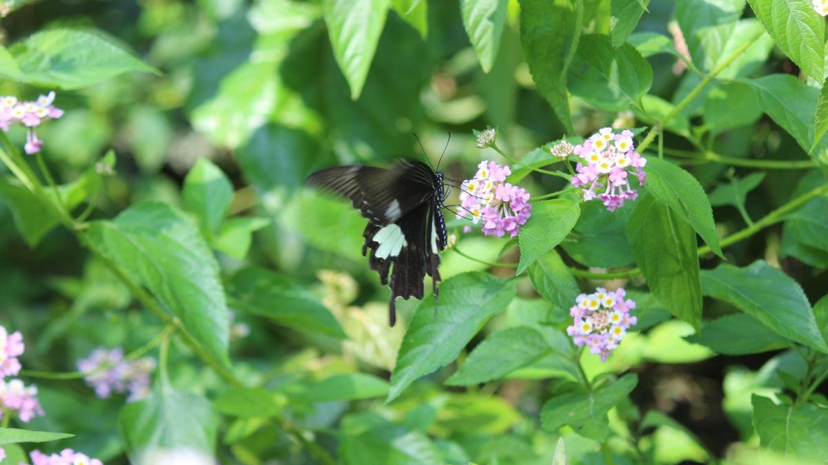 Assam researchers find invasive plants are key nectar sources for butterflies