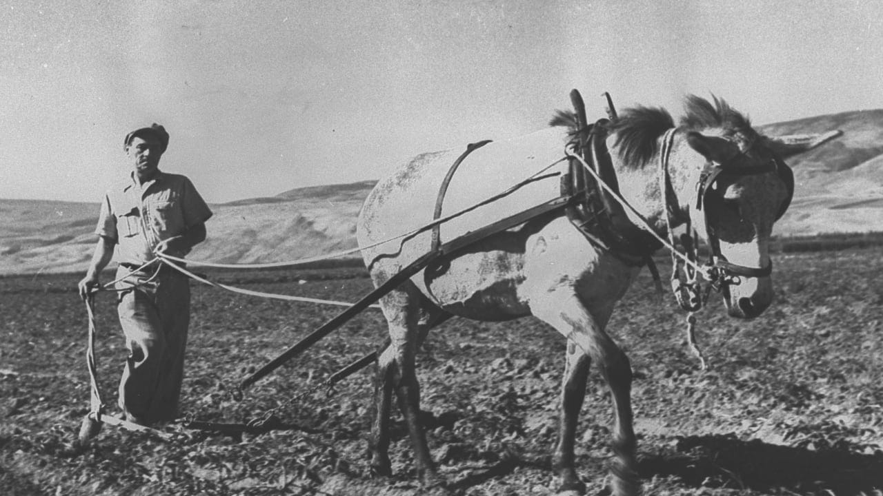 After 100 years, Israel's kibbutzim are still adapting to war, change, and an uncertain future