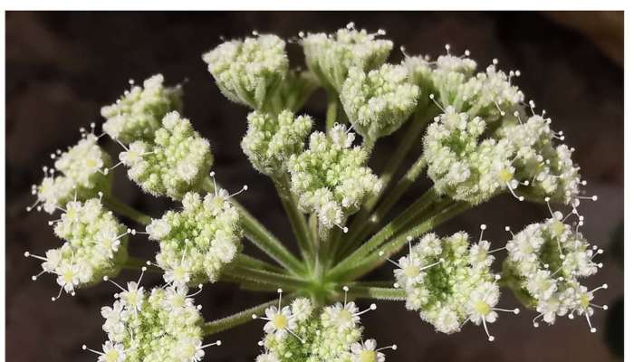 Sultan Qaboos University announces discovery of a new plant species