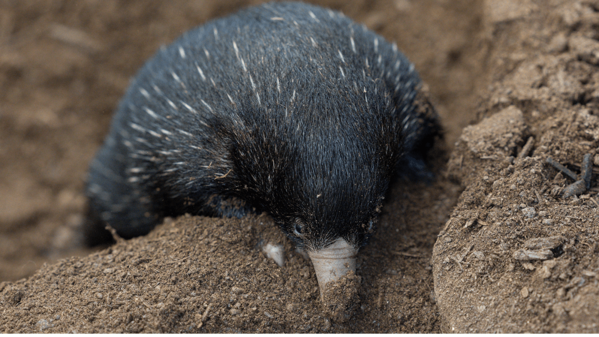 Echidna ‘puggles’ weigh less than a mini marshmallow