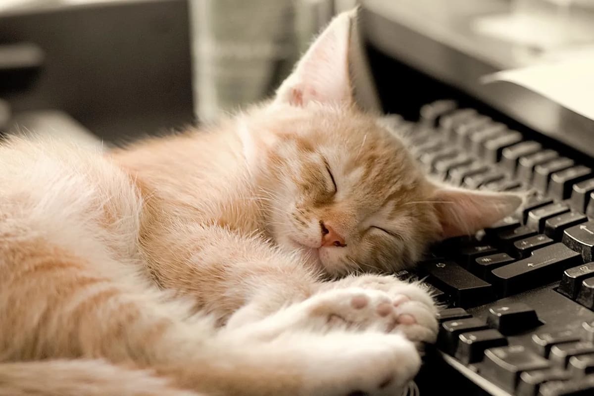 Los veterinarios concuerdan: esta es la verdadera razón por la que los gatos se acuestan sobre la computadora
