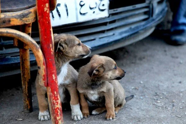 Egypt’s Social Solidarity Ministry joins national street animal management plan