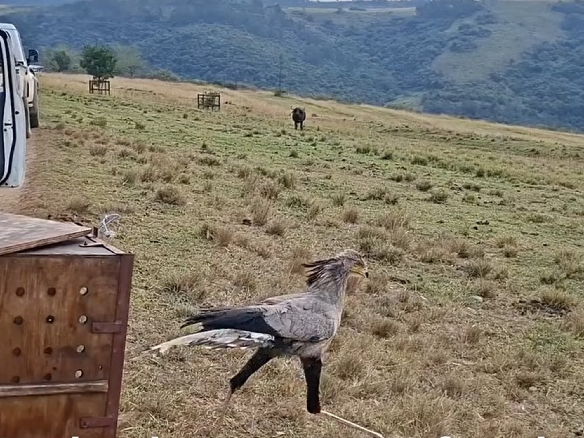 Un ave de una especie amenazada desplegó sus alas y volvió a la naturaleza tras haber sido rescatada en un estado de debilidad y agotamiento