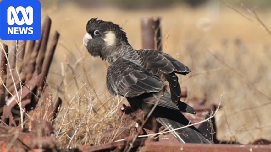 Endangered cockatoos feeding on 'chemical cocktail' in WA's Wheatbelt