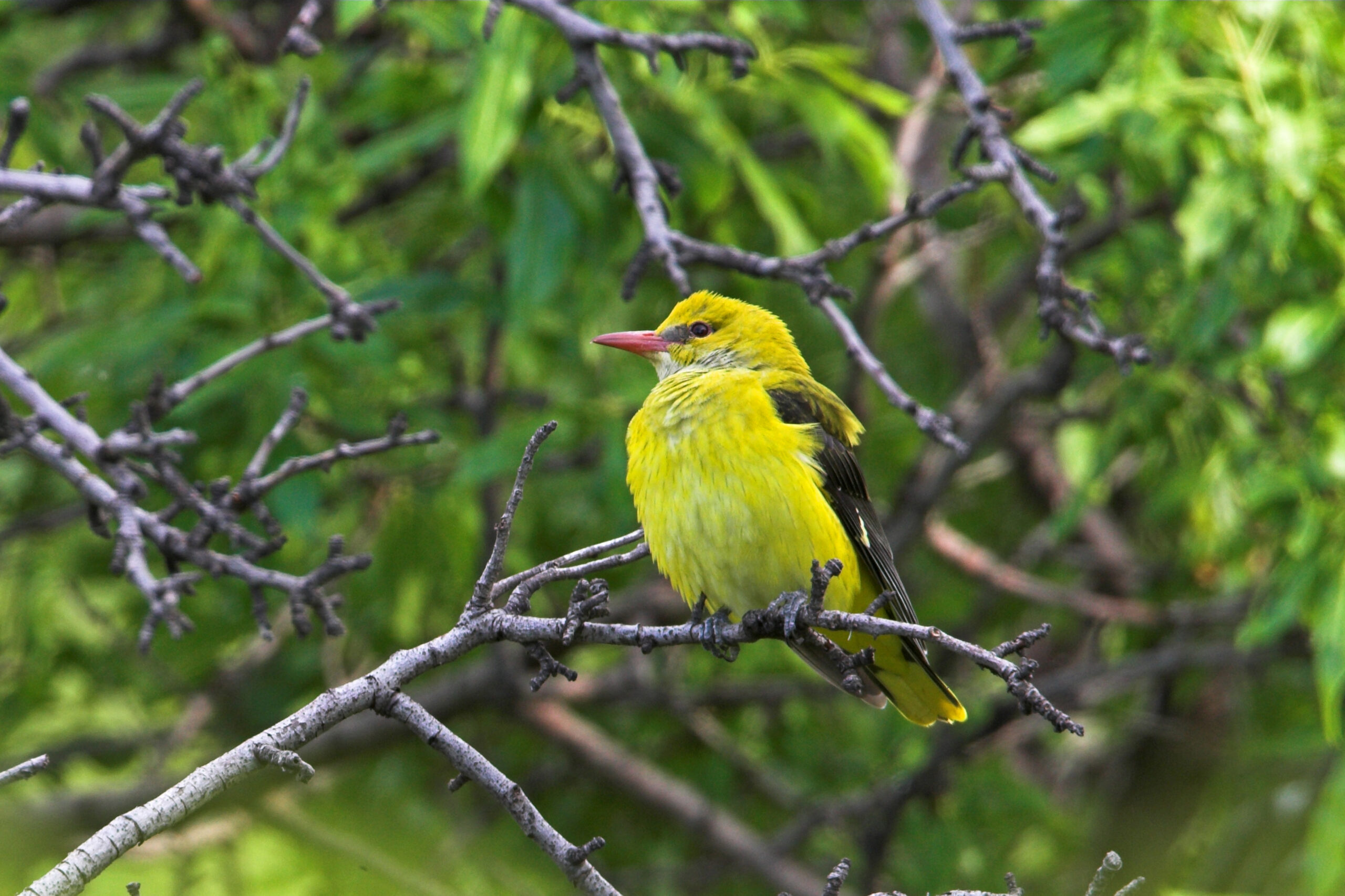 The Golden Oriole Rule