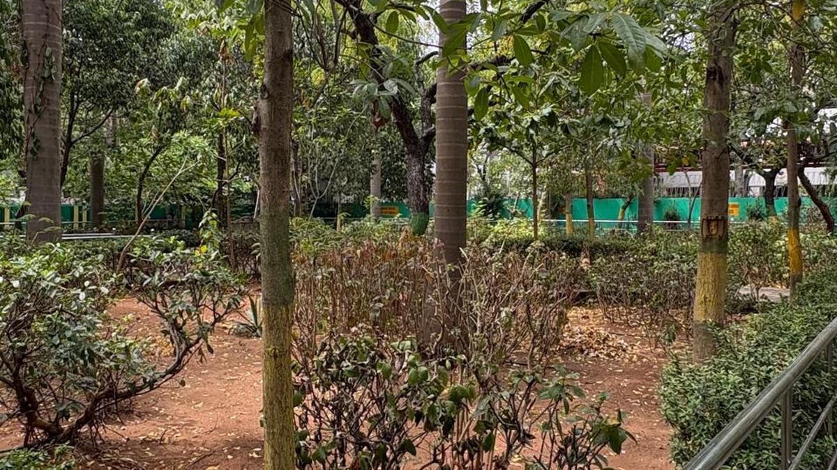 Plea to help ‘wilting’ plants at the GCC park on MGR Road in Kalakshetra Colony