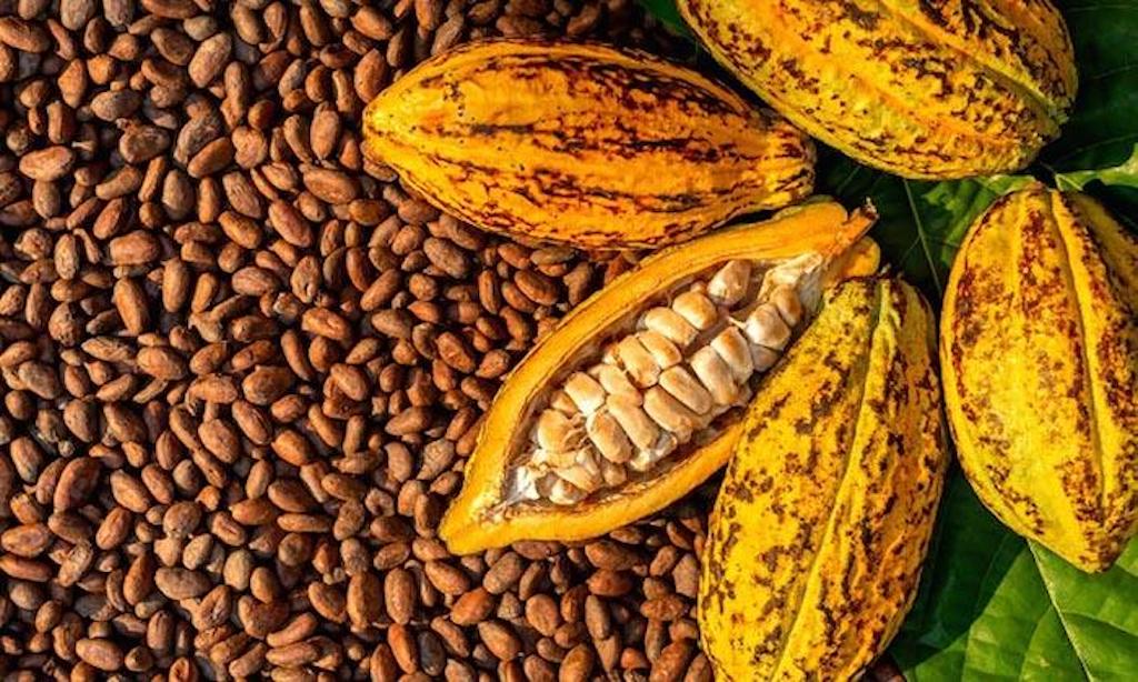 FG clarifies position on raw cocoa exports