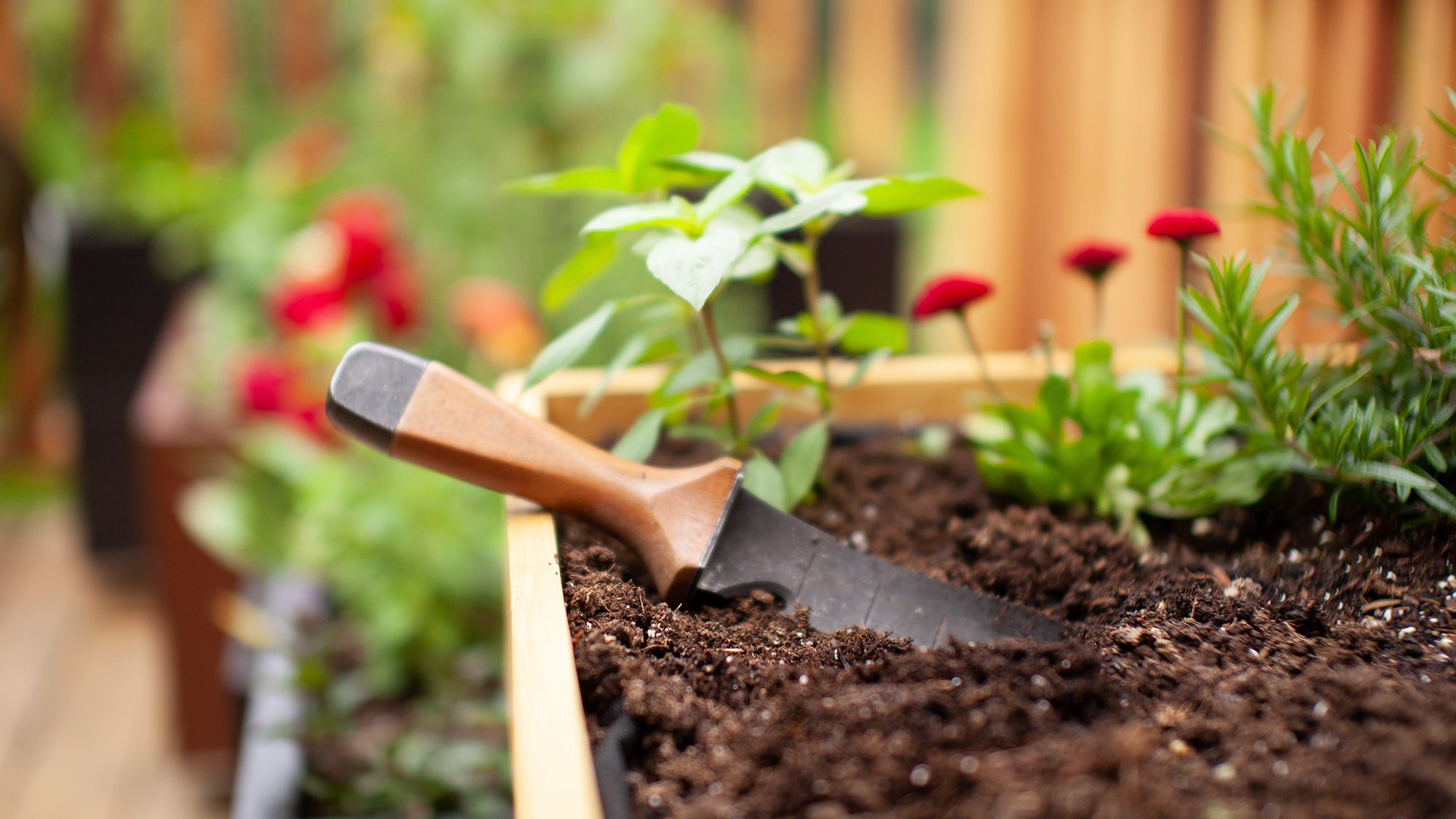 Ants taking over your raised beds? I asked the experts how to get rid of them quickly