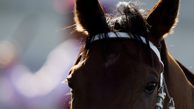 Tips and race-by-race guide for Wagga Wagga on Monday