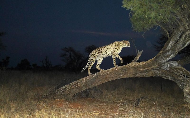 GRIM PICTURE: The South African cheetah census that broke the population illusion