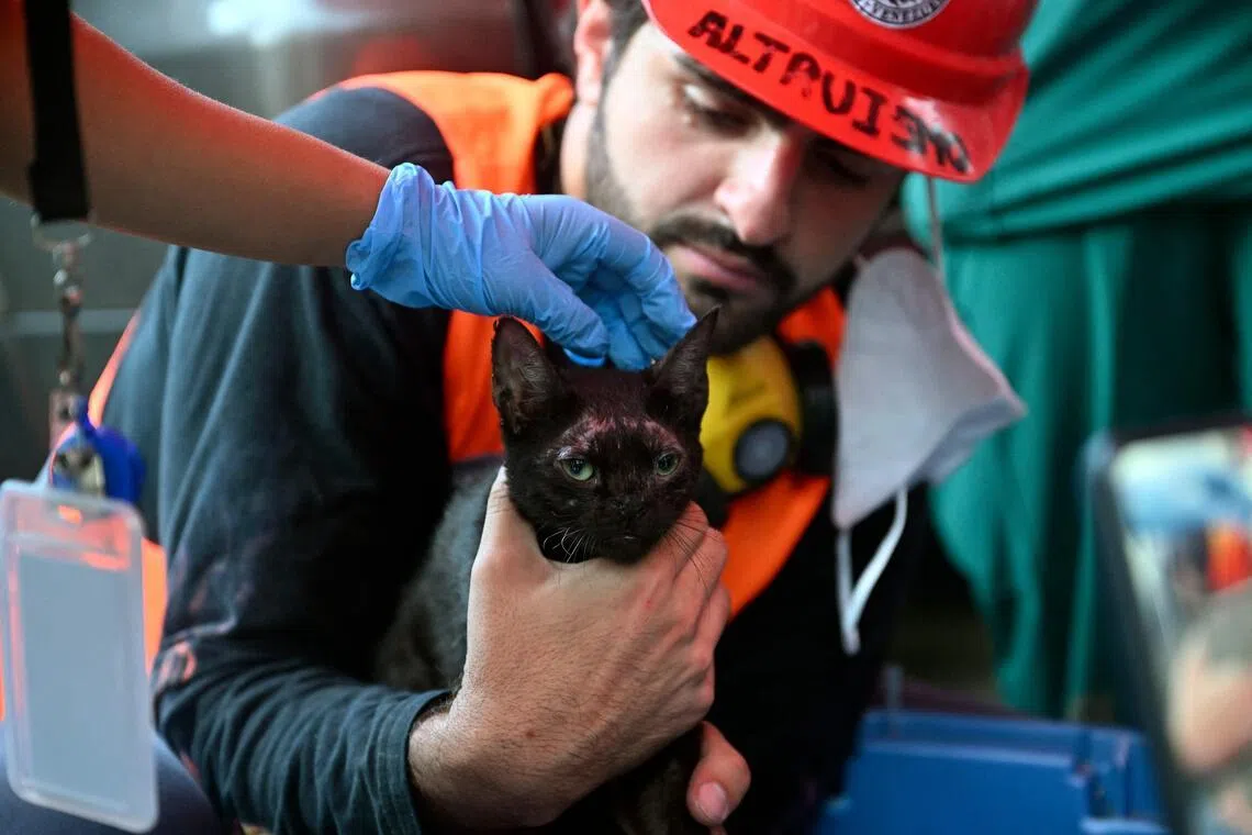 Cat rescued from ruins of Venezuela quake offers ‘ray of hope’