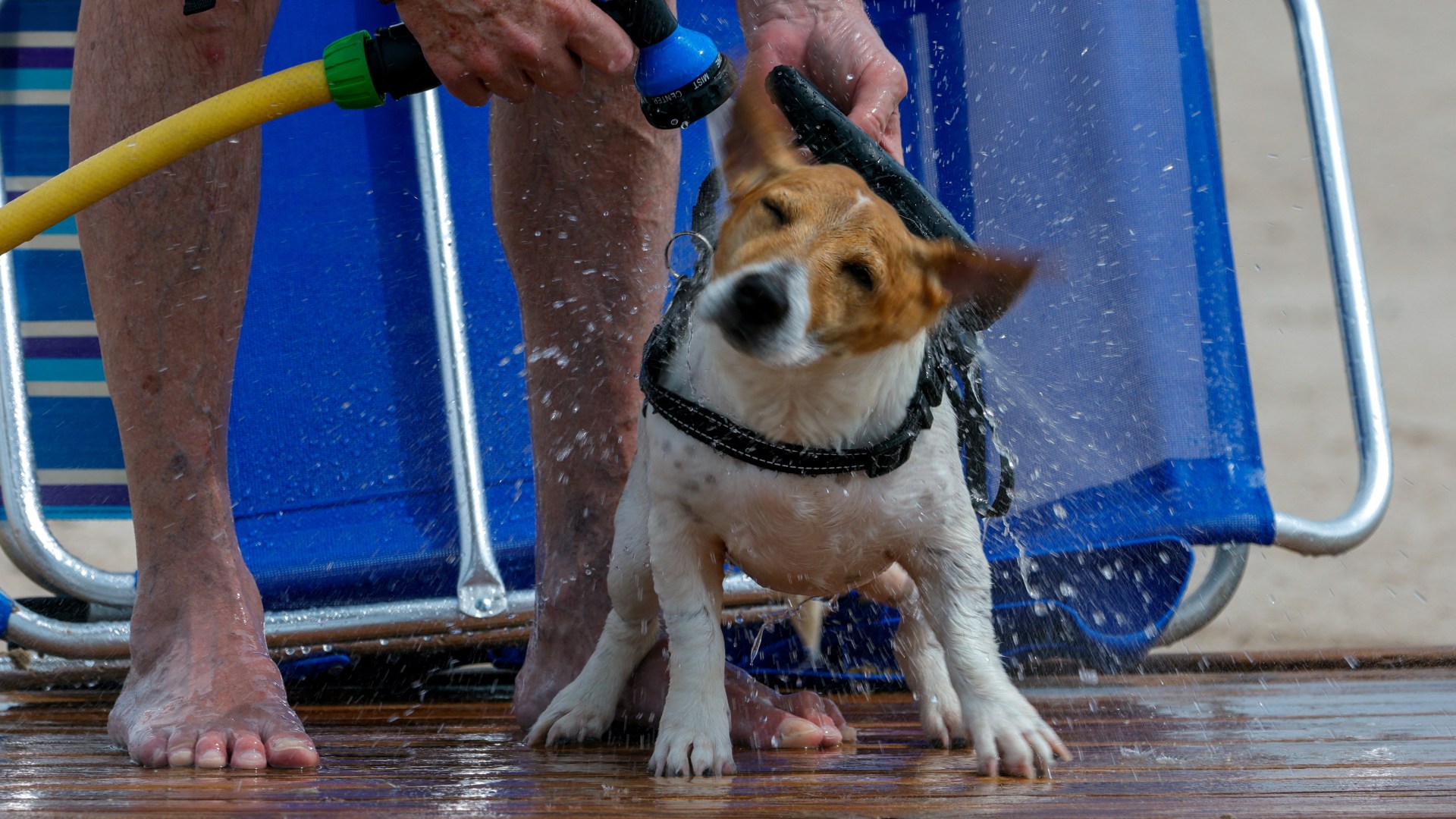 Vets issues warning over 5 ‘hidden hazards’ on beach walks that can ‘poison’ your pet – how to avoid them