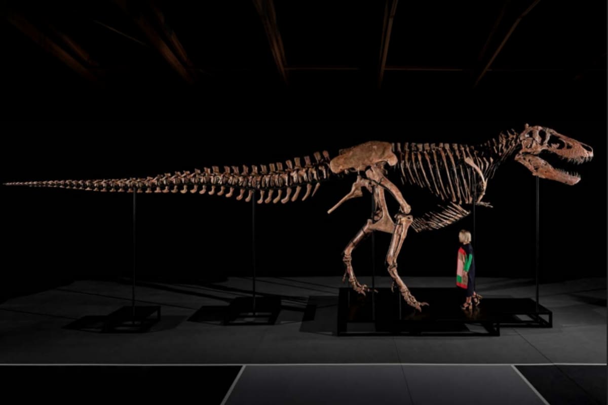 Confirmado por la ciencia: el fósil de un T-Rex encontrado en una granja de EE.UU. y subastado por U$50,1 millones