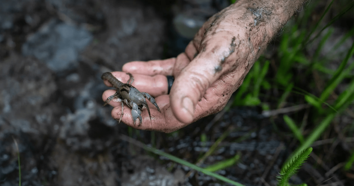 Alabama (Yes, Alabama!) Is an Epic Biodiversity Hotspot