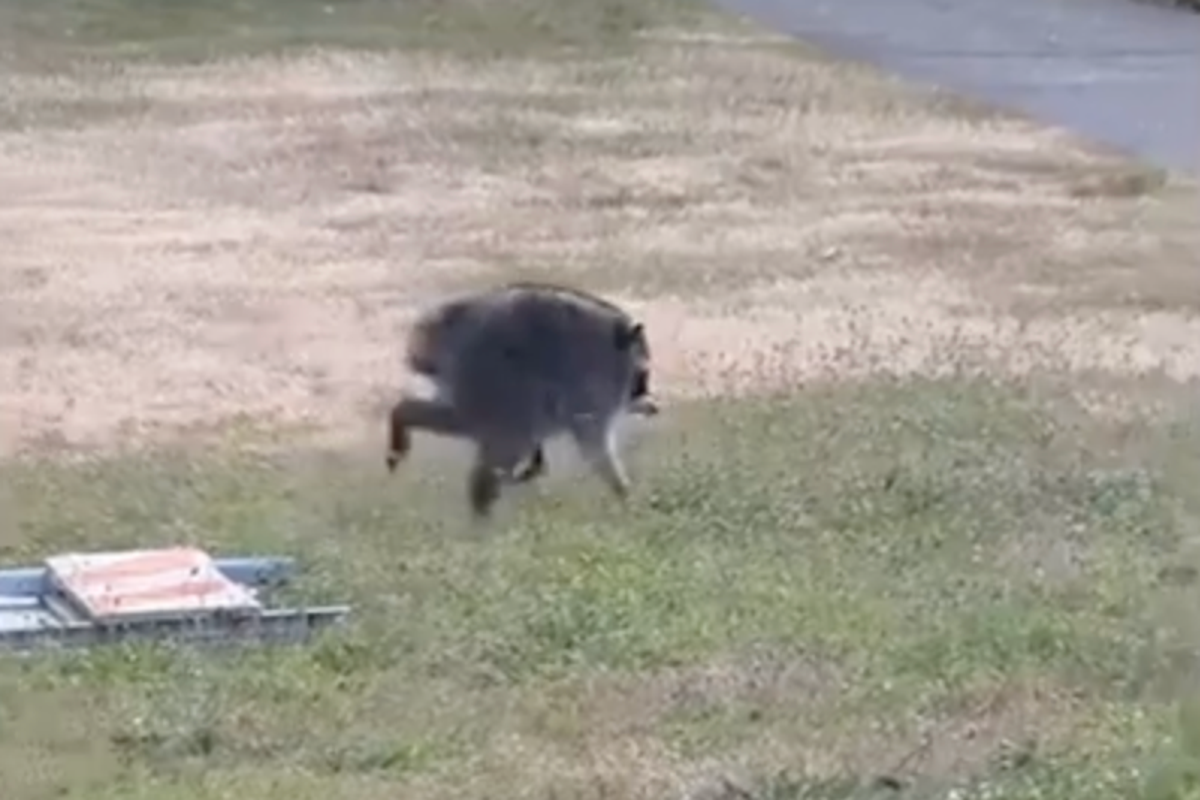 ‘Hot Jimothy Summer’: Mutant raccoon is scurrying through Seattle yards — and into their hearts
