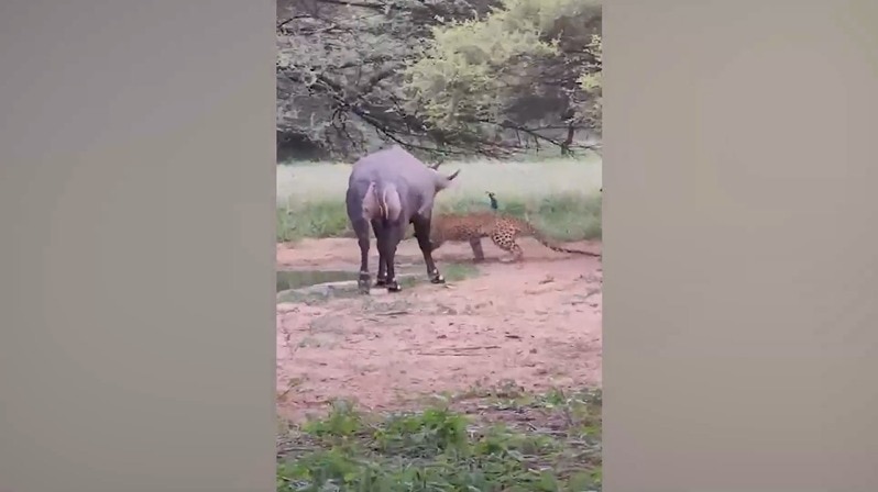 Video: Nilgai stares down leopard, sends big cat retreating