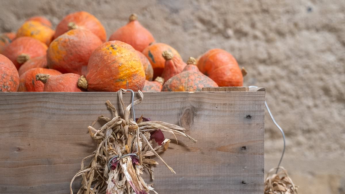 France is facing an ONION shortage as heatwaves threaten country's crops