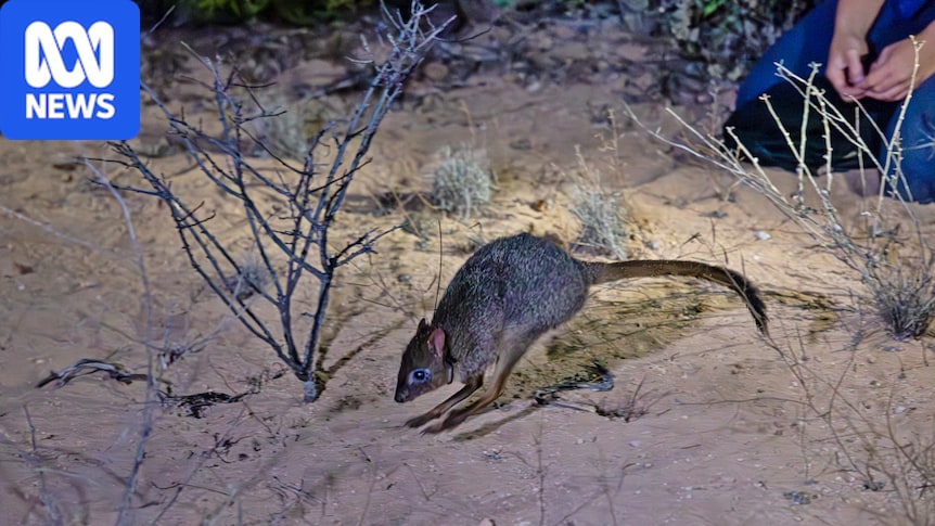 'Dirty' work helps to bring tiny 'rat kangaroos' back to remote island