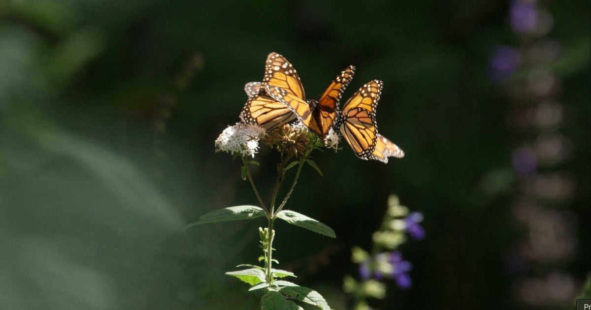 Monarch butterfly super generation migrates thousands of miles
