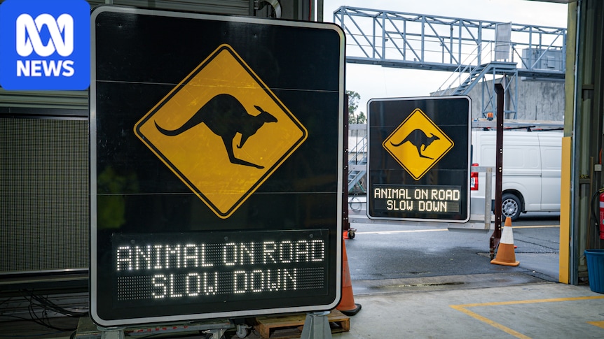 'Animal on road': AI-assisted cameras and smart signs to warn drivers