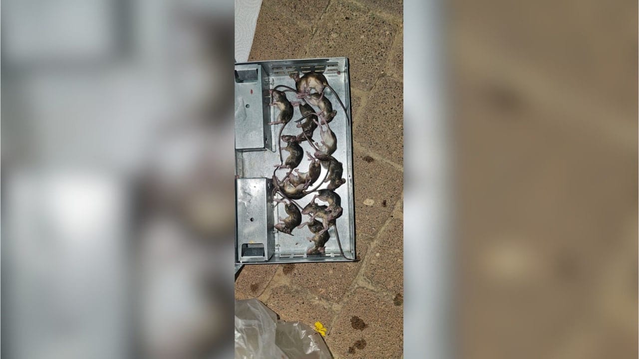 Rodent infestation rises in Gaza border communities, hundreds of traps set out