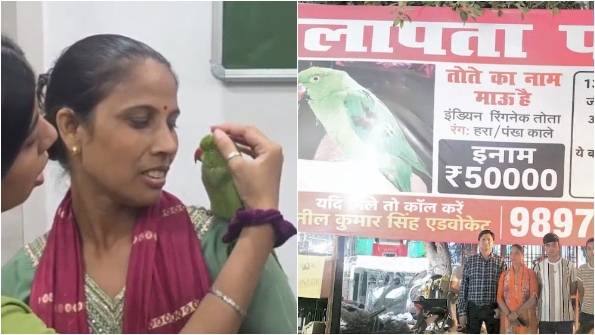 Agra family's missing parrot Mau returns after 6 days, but with a twist