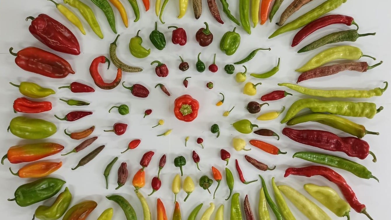 Ancient Seeds, Lost Beans: The Professor Saving North Macedonia’s Vanishing Crops
