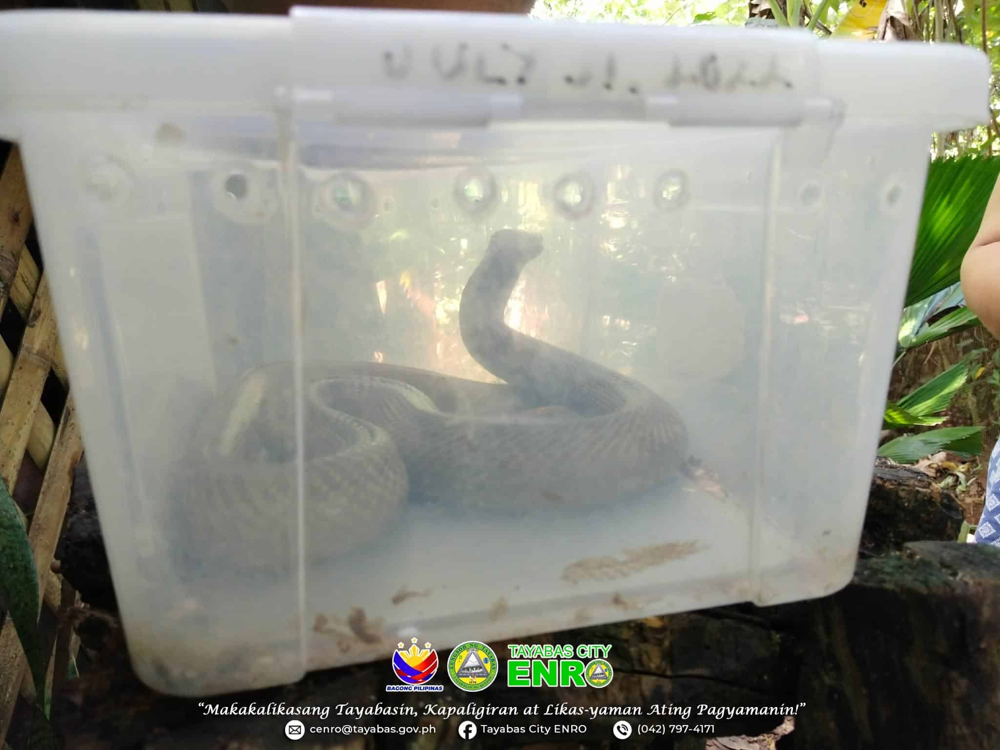 Venomous Philippine cobra rescued inside duck pen in Tayabas City
