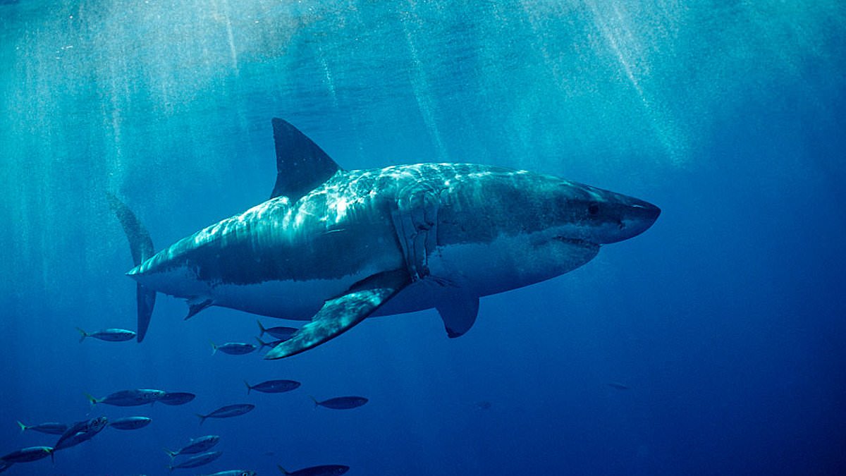 Super El Niño could spark a surge in SHARK attacks - as great whites venture beyond their natural habitats in search of cooler waters, scientists warn