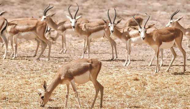 Iraq risks losing 134 wildlife species to climate change and pollution