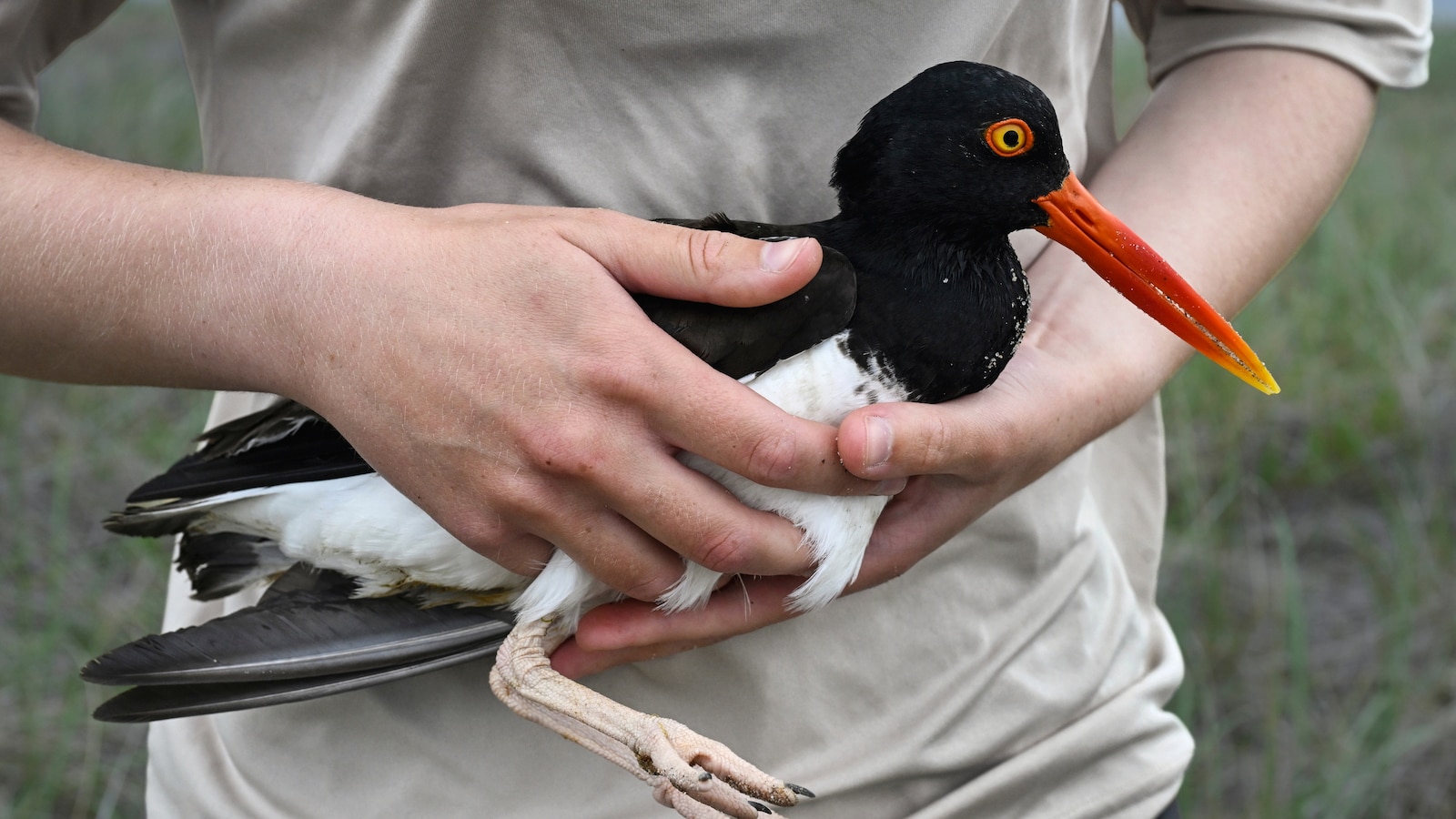 Oystercatchers, known for sharp bills and beady eyes, are making a comeback thanks to conservation