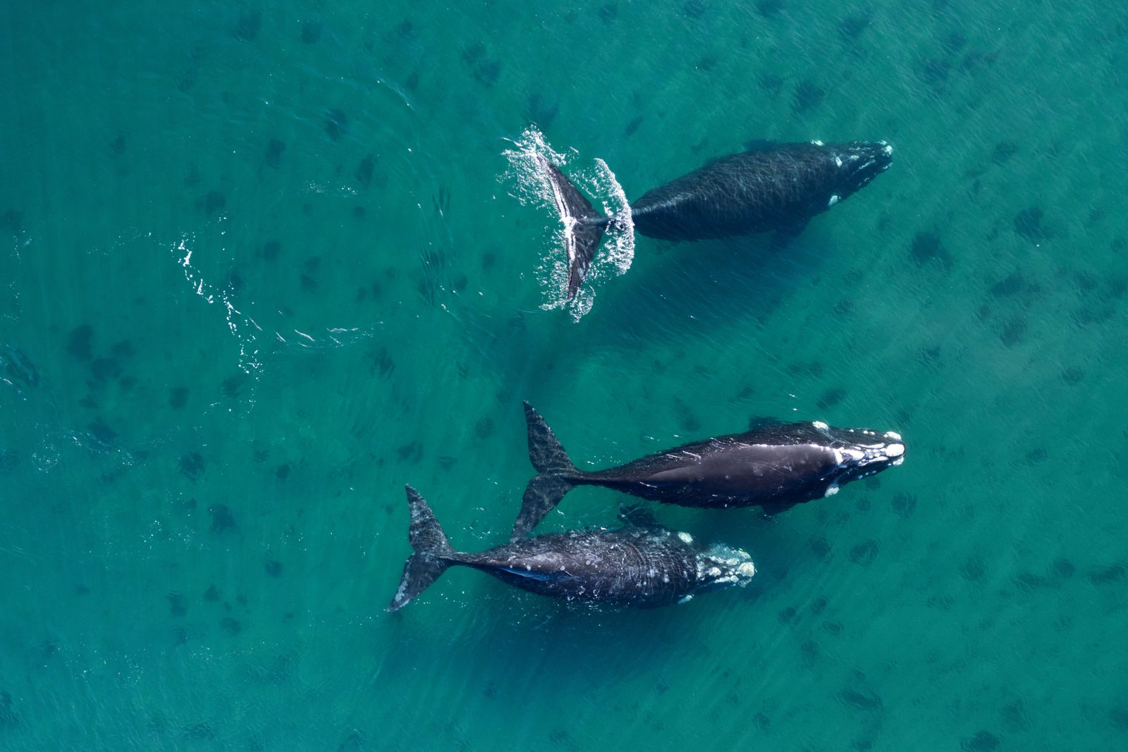 Poop From Southern Right Whales Reveals That the Animals Might Be More Resilient to Climate Change Than We Thought