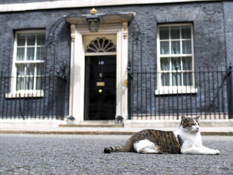 ‘Politicians come and go’: Larry the cat welcomes 7th prime minister